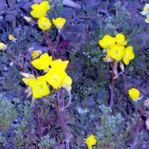 Death Valley Flowers 2005