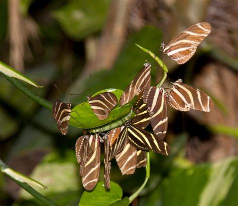 Zebra Longwing Butterfly Life Cycle