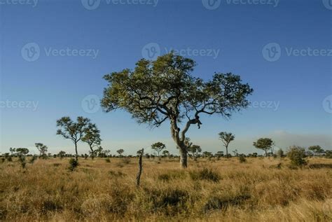 African savannah landscape 26213030 Stock Photo at Vecteezy