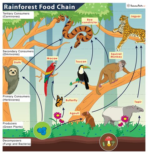 Tropical Rainforest Food Chain: Examples and Diagram