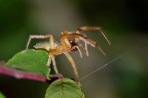 Unearth the Reality of Pennsylvania's Venomous Spiders - Animals Around The Globe