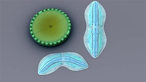 3d diatoms algae cells model