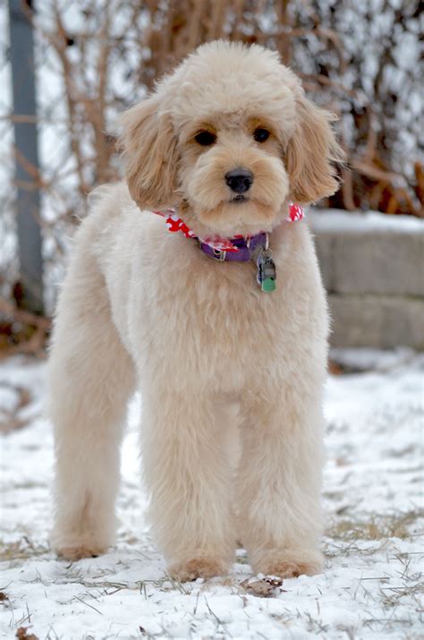 #goldendoodle #poodlemix #haircut #grooming #clip # ...