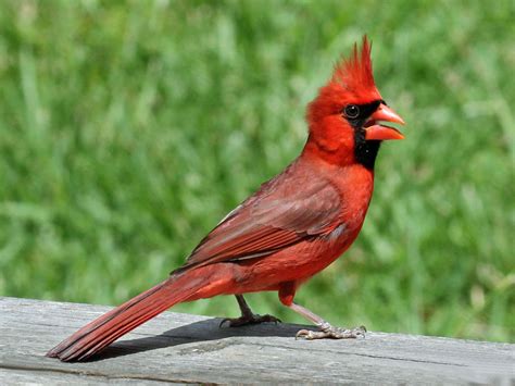 File:Northern Cardinal male RWD2.jpg - Wikimedia Commons