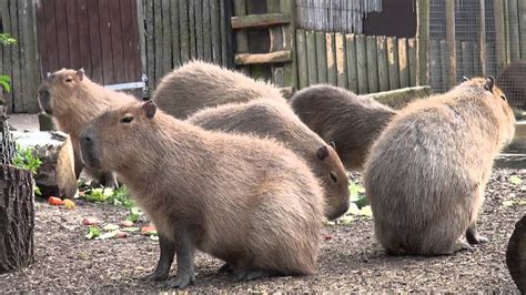 Feeding Time for the Giant Guinea Pigs - YouTube