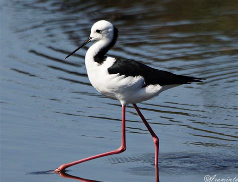 Bird of the Week: 17th of February - long legs, short legs | BIRDS in ...