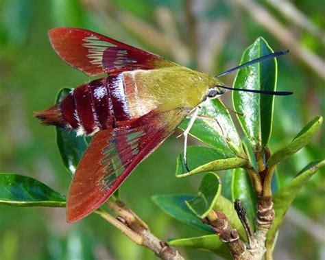 How to Identify a Hummingbird Clearwing Moth - Birds and Blooms