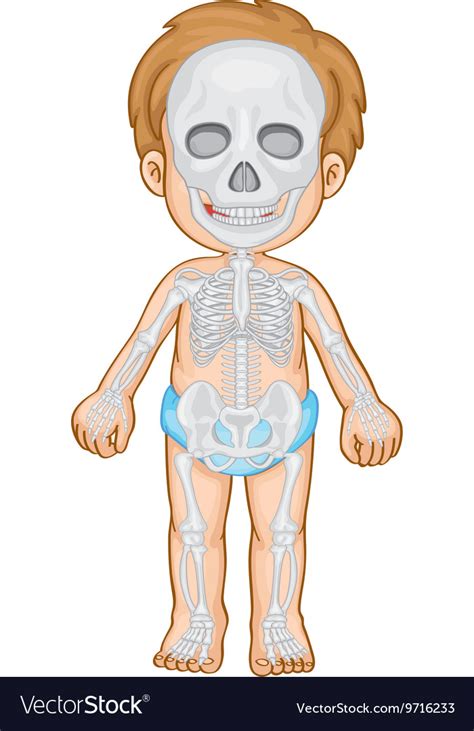Skeletal system in human boy Royalty Free Vector Image