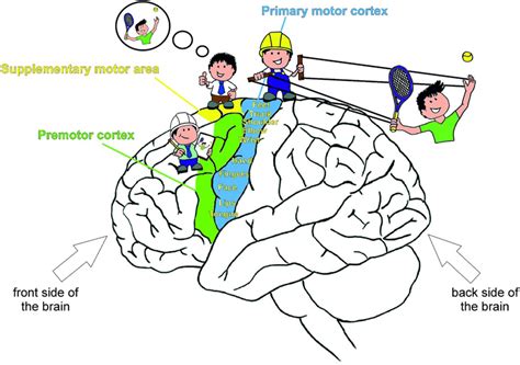 How to Exercise by Imagining Movements · Frontiers for Young Minds