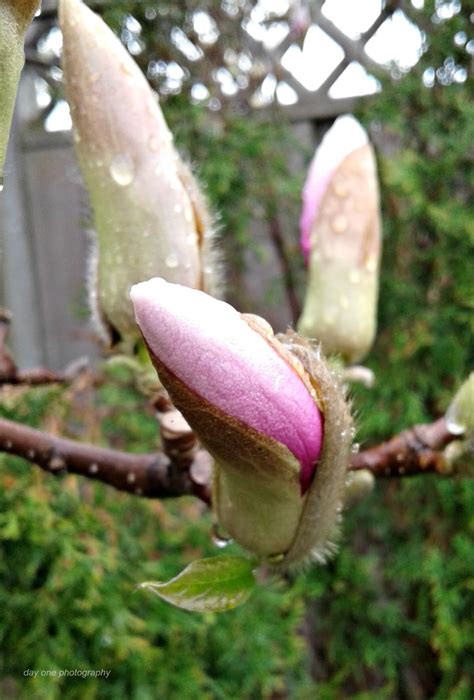 Day One Photography: Pink Magnolia