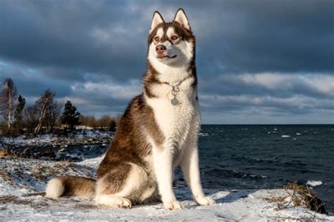 Top 10 Snow-Loving Dog Sled Breeds | PetGuide