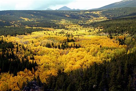 Pando: Il s'agit d'une colonie clonale de peupliers faux-trembles ...