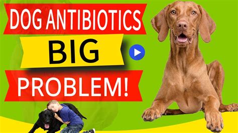 What Are The Side Effects Of Antibiotics In Dogs
