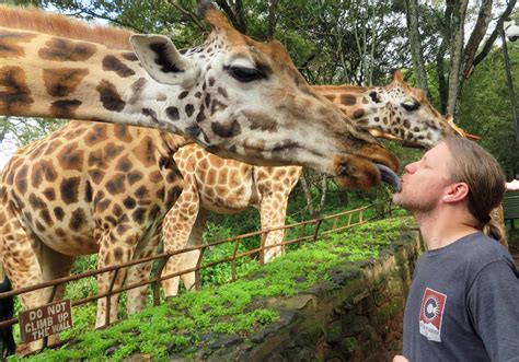 I Kissed a Giraffe and I Liked It: Visiting The Giraffe Centre in ...