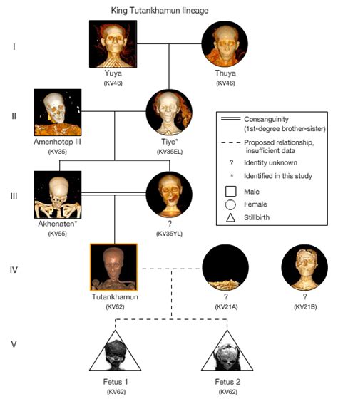 ancient inbreeding | King Tut's family tree Ancient Egypt History, Ancient Aliens, Ancient ...