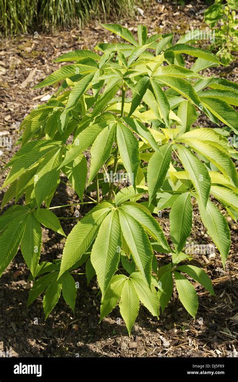 Yellow Buckeye Stock Photo - Alamy