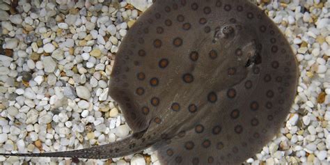 Freshwater stingray | Smithsonian's National Zoo and Conservation Biology Institute