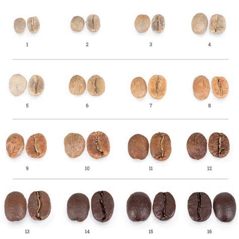 Stages (Phases) of Coffee Roasting - Toper Coffee Roasters