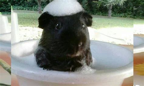 How to Bathe a Guinea Pig - Timeline Pets