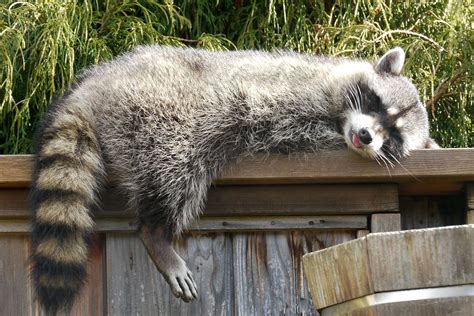 sleeping raccoon - Google keresés | Mapache