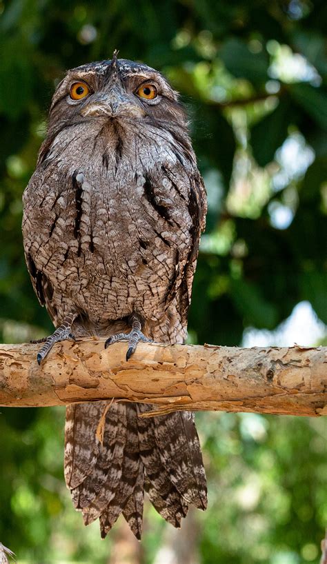 Birds of Australia.....Backyard Birds on Behance