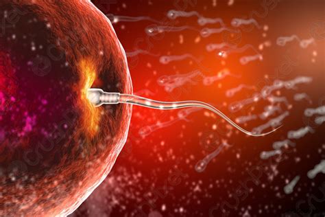 Fertilization of human egg cell by sperm cell spermatozoon - stock ...