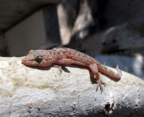 What are tiny geckos called? [2022] 🐬 | Animalia-life.club