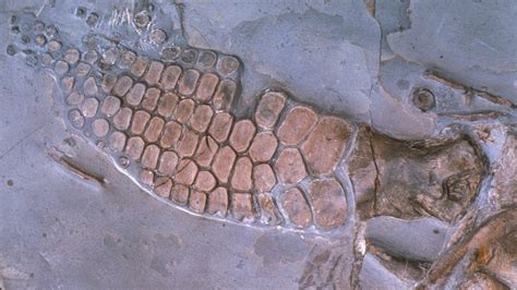 India’s first Jurassic ichthyosaur fossil found in Gujarat | Condé Nast Traveller India