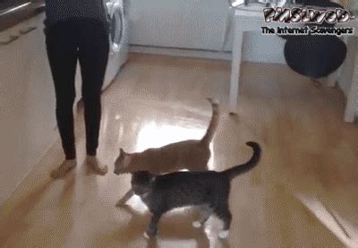 cat fail gifs | WiffleGif