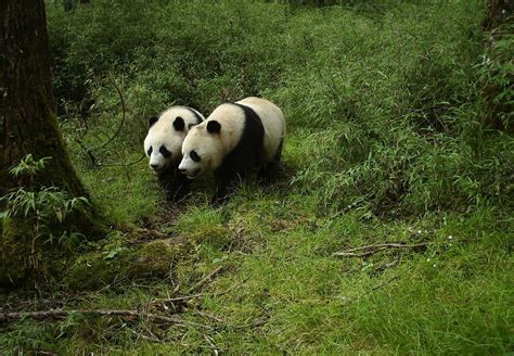 Ecological corridors help expand giant pandas' habitat - Xinhua