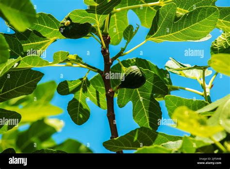 Green unripe figs fruits on the branch of a fig tree or sycamine with plant leaves in sunny ...