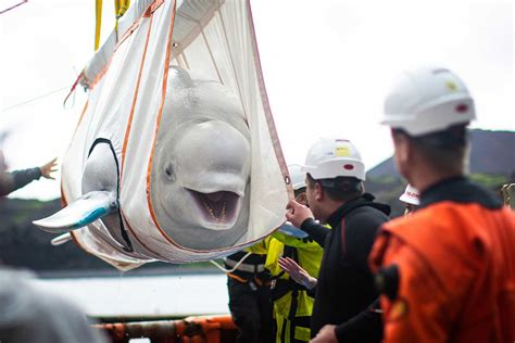 Iceland's Rescued Whales to Be Released Into World's First Open-water Sanctuary for Belugas