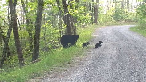 Bear with three cubs - Cades Cove - Smoky Mountains - YouTube