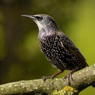 Starlings nest in holes and cavities, they nest in loose colonies and ...