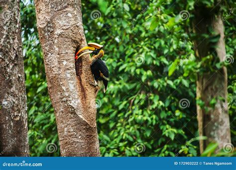 Male Great Hornbill Feeding the Female at the Nest Stock Photo - Image ...