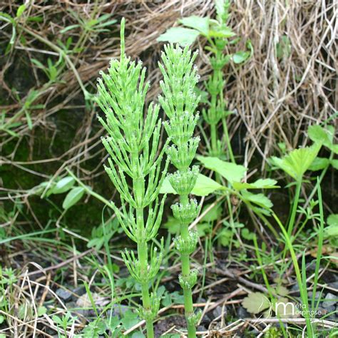 Prêle des champs | Prêle des champs, Plante, Champs