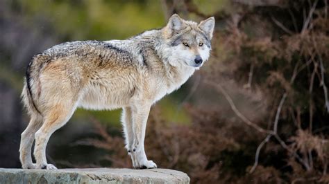 ¿Cómo salvar al lobo gris mexicano de la extinción? | Telemundo