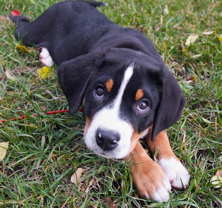 About Greater Swiss Mountain Dog: Training Your Greater Swiss Mountain Dog to Listen to You