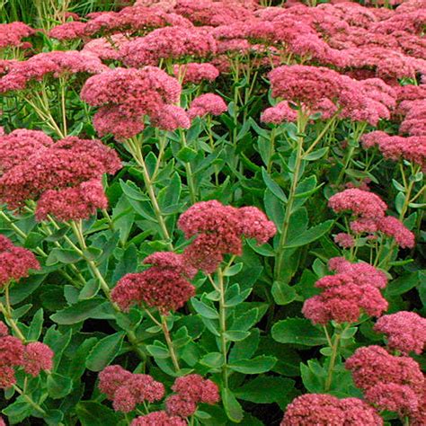 Autumn Joy Sedum