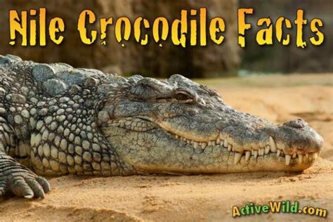 Nile Crocodile Facts For Kids & Adults: Pictures, Information & Video