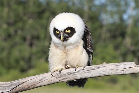 Ann Brokelman Photography: Speckled Owl Baby - May 31, 2010