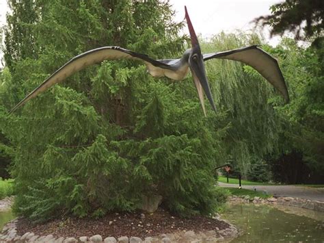 Pteranodon Dinosaur, photos | information - Dinosaur Gallery