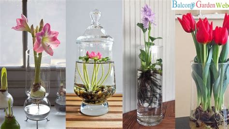 10 Water Flowers that Grow in Containers and Vases - YouTube