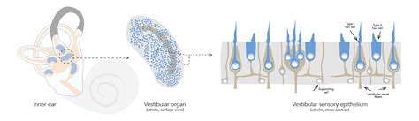 Maintaining the equilibrium: inner ear hair cell regeneration