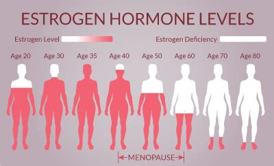 Menopause & Post-Menopausal Hormone Therapy | USF Health