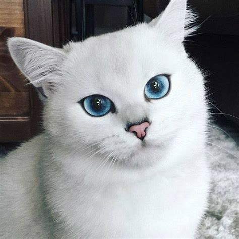 This cat's mesmerizing ice blue eyes : r/oddlysatisfying