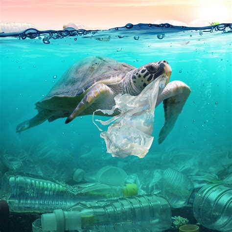 shocking facts about plastic pollution - the time to act is now | Plastic in the sea, Air ...