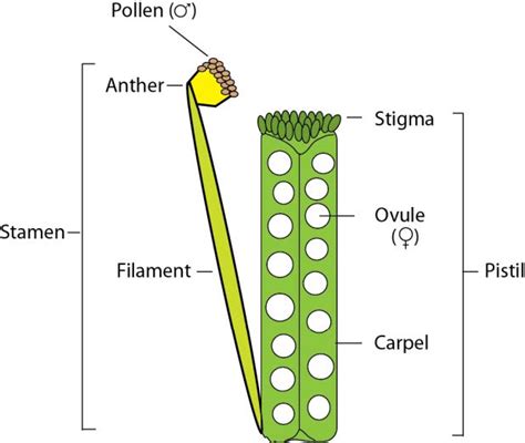 FPsc: genetics, evolution, modern genetic sciences