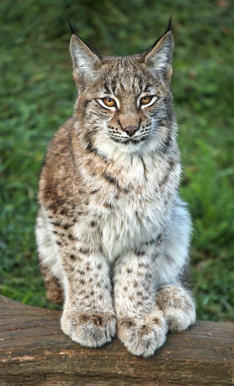 Lynx kitten | Whipsnade Zoo, Bedfordshire | Debs | Flickr