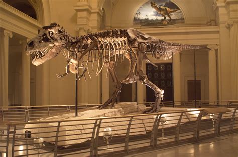 Sue The T. Rex Is Making Big Moves With Her Big Bones | NPR & Houston Public Media